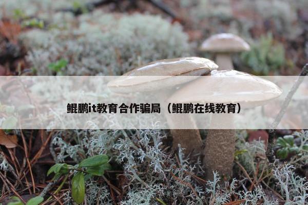 鲲鹏it教育合作骗局（鲲鹏在线教育）