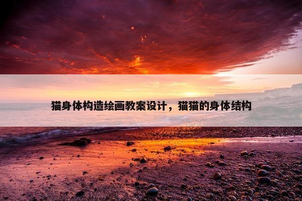 猫身体构造绘画教案设计，猫猫的身体结构