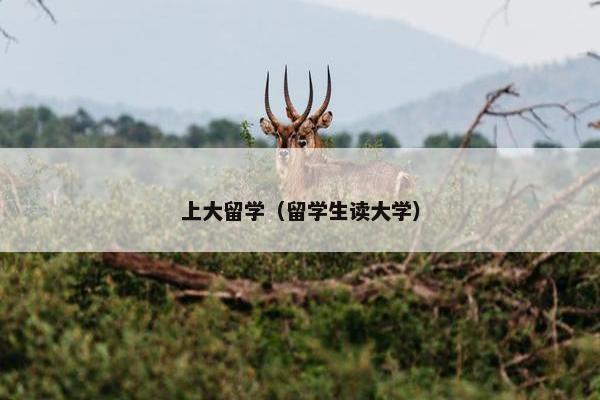 上大留学（留学生读大学）
