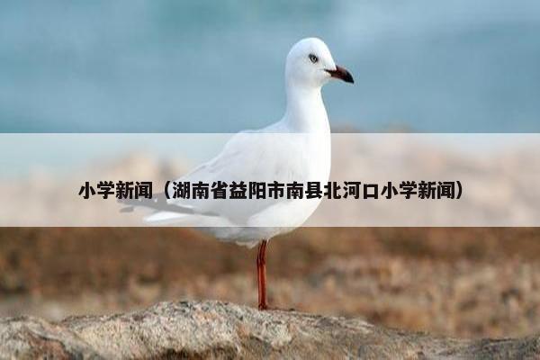 小学新闻（湖南省益阳市南县北河口小学新闻）