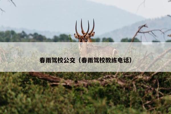春雨驾校公交（春雨驾校教练电话）