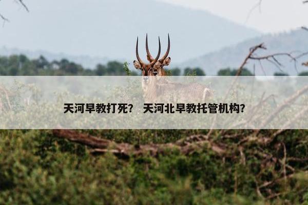 天河早教打死？ 天河北早教托管机构？